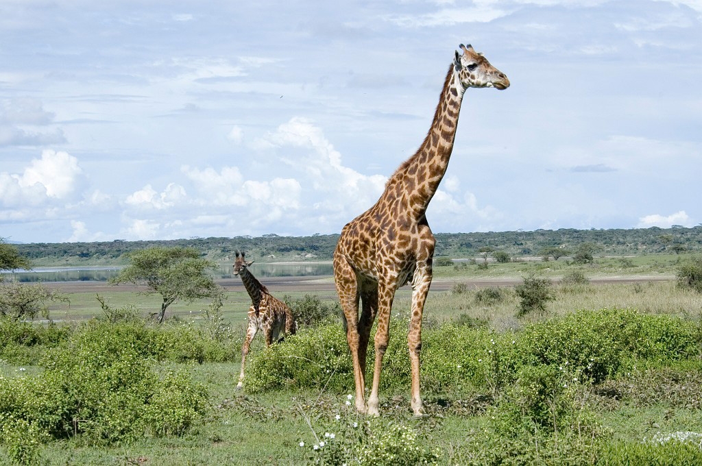 Ndutu Giraf00.jpg - Giraffe (Giraffa camelopardis), Tanzania 2006